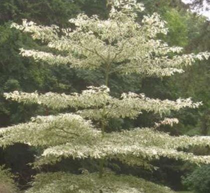 Cornus Controversa Alternifolia Argentea - on cane - 35L - 1.75m