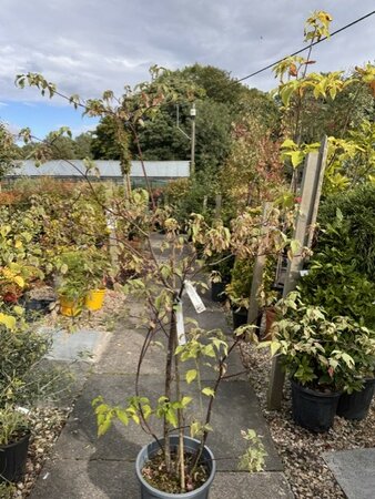 Cornus Controversa Alternifolia Pinky Spot®  - 18L 