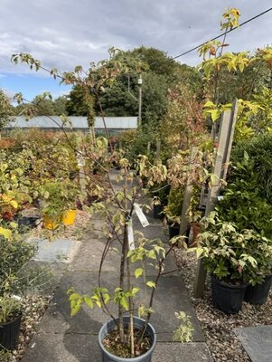 Cornus Controversa Alternifolia Pinky Spot®  - 18L 