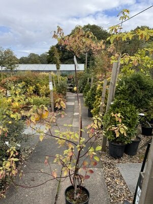 Cornus Controversa Alternifolia Pinky Spot®  - On Cane -1m