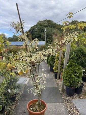 Cornus Controversa Variegata - 20L
