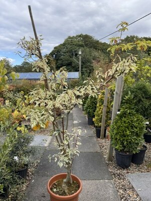 Cornus Controversa Variegata - 20L