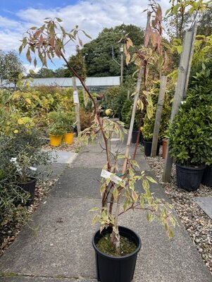 Cornus Controversa Variegata 9L