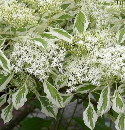 Cornus Controversa Variegata - 9L - On cane - 80cm