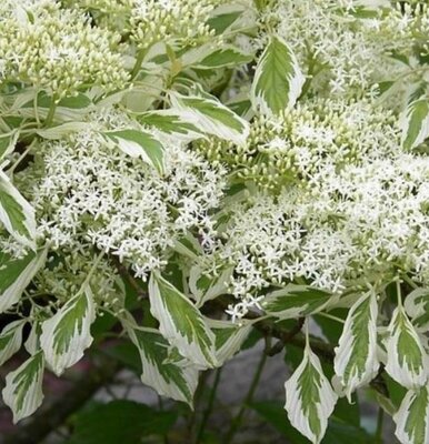 Cornus Controversa Variegata - 9L - On cane - 80cm