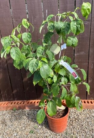 Cornus Florida Cherokee Chief 9L - 0.8m
