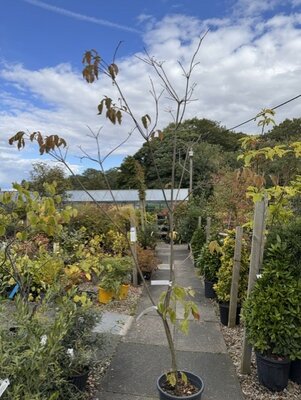 Cornus Kousa 18L