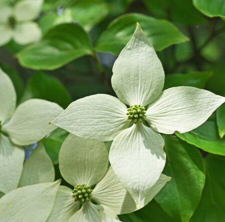 Cornus Kousa Hongkongensis  - 18L - 1.25m