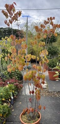 Cornus Kousa var. Chinensis 18L