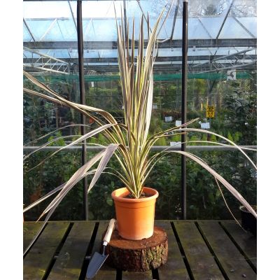 Cordyline Banksii Electric Flash