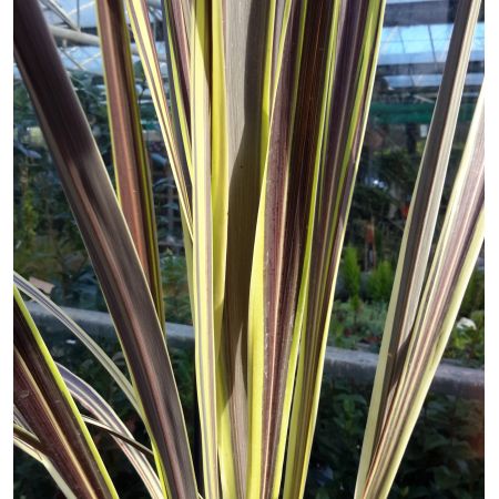 Cordyline Banksii Electric Flash - image 2