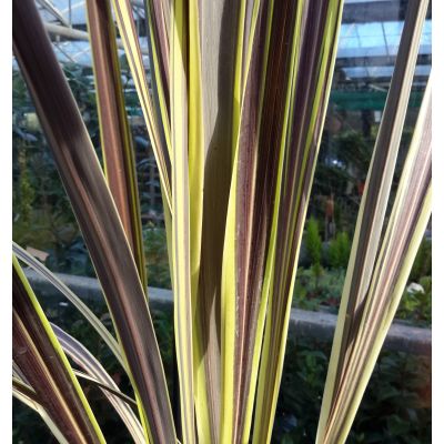 Cordyline Banksii Electric Flash - image 2
