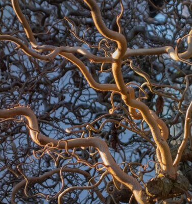 Corylus Avellana Contorta (Hazel Tree) High Std