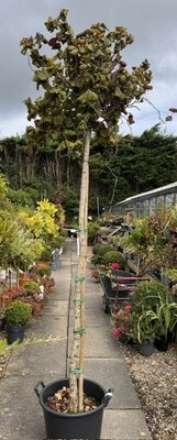 Corylus Maxima Purpurea 3/4 Std.  35L