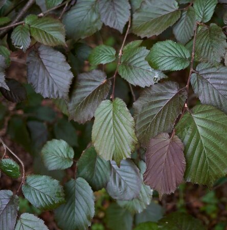 Corylus Maxima Purpurea 3/4 Std.  35L