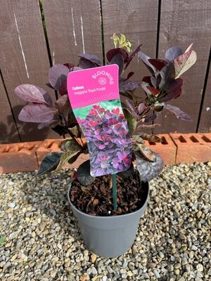 Cotinus Coggygria Royal Purple - 2L (Smoke Bush)