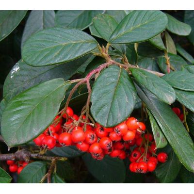 Cotoneaster Lacteus - 20L - 180cm