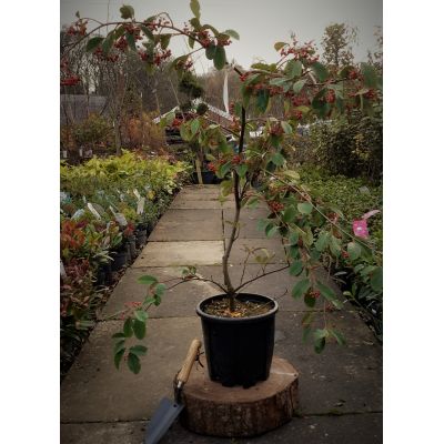 Cotoneaster Lacteus - 9L -100cm