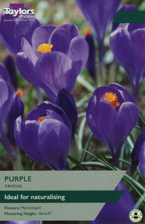 Crocus Purple