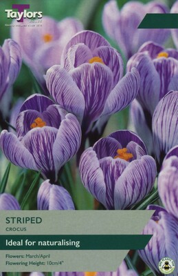 Crocus Striped