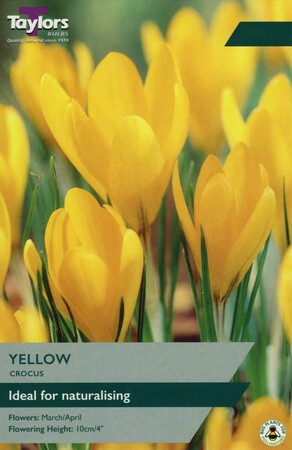 Crocus Yellow