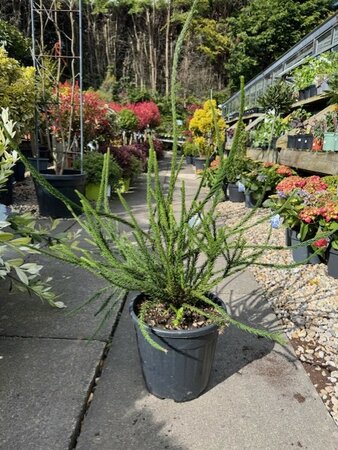 Cryptomeria Japonica Araucarioides 10L