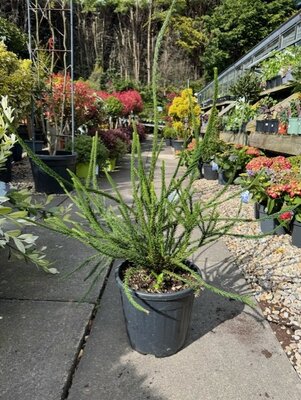Cryptomeria Japonica Araucarioides 10L