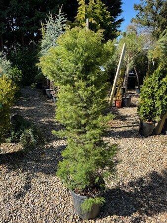 Cryptomeria Japonica Elegans 18L - image 1
