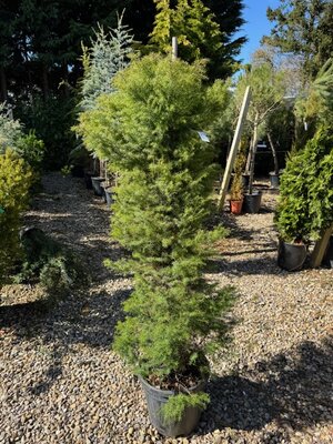 Cryptomeria Japonica Elegans 18L