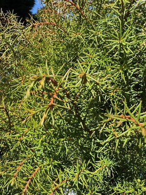 Cryptomeria Japonica Elegans 18L - image 2