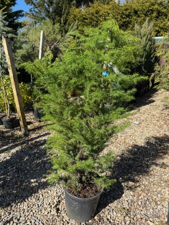 Cryptomeria Japonica Elegans Viridis 18L
