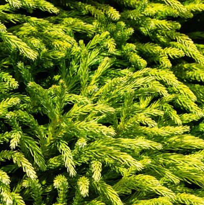 Cryptomeria Japonica Globosa Nana - 1/2 Std  - 12L - 0.5m