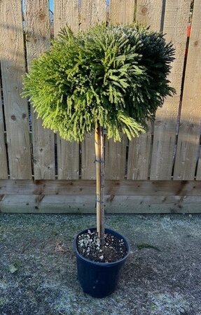 Cryptomeria Japonica Globosa Nana - 1/2 Std - 15L - 110cm Tall