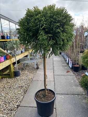 Cryptomeria Japonica Globosa Nana - 1/2 Std - 18L
