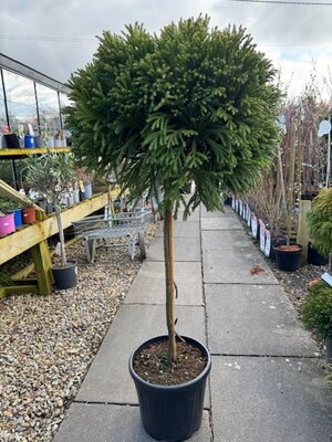 Cryptomeria Japonica Globosa Nana - 1/2 Std - 18L