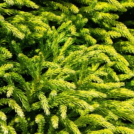 Cryptomeria Japonica Globosa Nana - 1/2 Std - 18L - 80cm clear stem