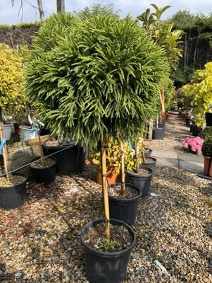 Cryptomeria Japonica Globosa Nana - 1/2 Std - 25L