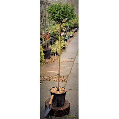 Cryptomeria Japonica Globosa Nana - 1/2 Std - 9L