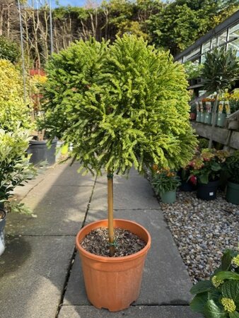 Cryptomeria Japonica Globosa Nana 1/4 Std 18L - image 1