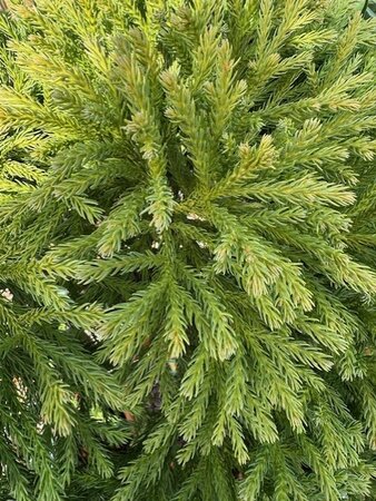 Cryptomeria Japonica Globosa Nana 1/4 Std 18L - image 2