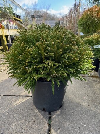 Cryptomeria Japonica Globosa Nana 10L (Japanese Cedar)