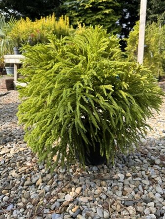 Cryptomeria Japonica Globosa Nana - 9L 