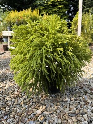 Cryptomeria Japonica Globosa Nana - 9L 