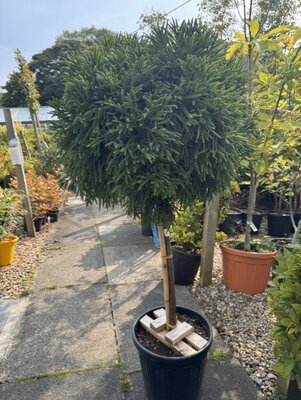 Cryptomeria Japonica Little Champion 25L 1/2 Std