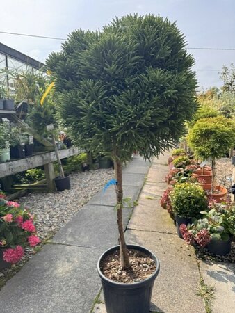 Cryptomeria Japonica Little Champion18L 1/2 Std