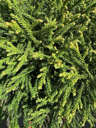 Cryptomeria Japonica Little Diamond - 18L - 1/2 Std  - image 2