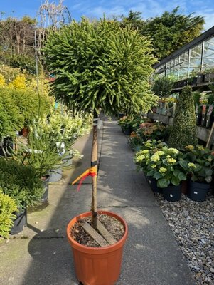 Cryptomeria Japonica Little Diamond - 18L - 1/2 Std