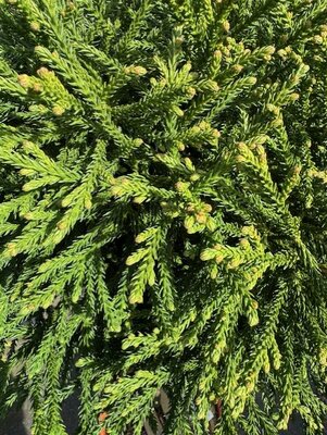 Cryptomeria Japonica Little Diamond - 18L - 1/2 Std - image 2