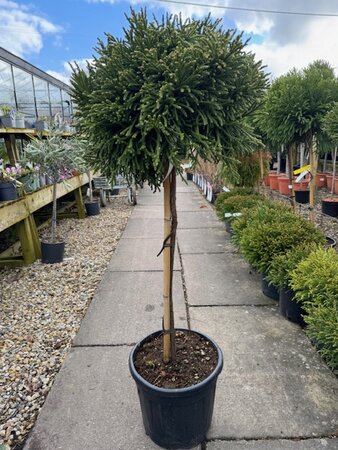 Cryptomeria Japonica Little Diamond - 18L - 1/2 Std - 70cm clear stem