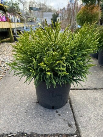 Cryptomeria Japonica Little Diamond - Ball - 10L - 40cm